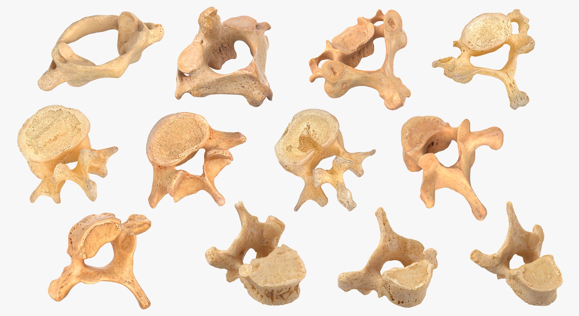 3D Human Ribs and Spine Bones Collection White and Yellow - 48 models https://p.turbosquid.com/ts-thumb/YD/F1Q7rH/B7/113/jpg/1625747862/1920x1080/fit_q87/52b51226c6a0578643516f59781b6e450e973500/113.jpg