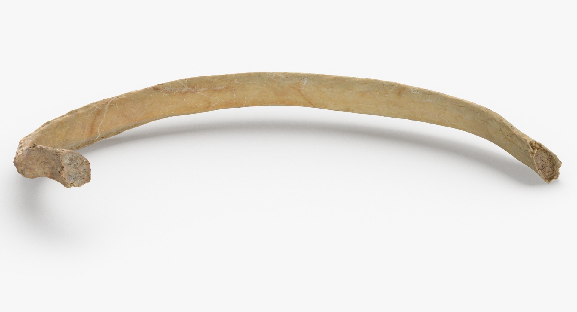 3D Human Ribs and Spine Bones Collection White and Yellow - 48 models https://p.turbosquid.com/ts-thumb/YD/F1Q7rH/Bu/costae_spurie_false_rib_03_thumbnail_0004/jpg/1625748886/1920x1080/fit_q87/e7f342a25db18409fd1decc2f65817be3749eae7/costae_spurie_false_rib_03_thumbnail_0004.jpg