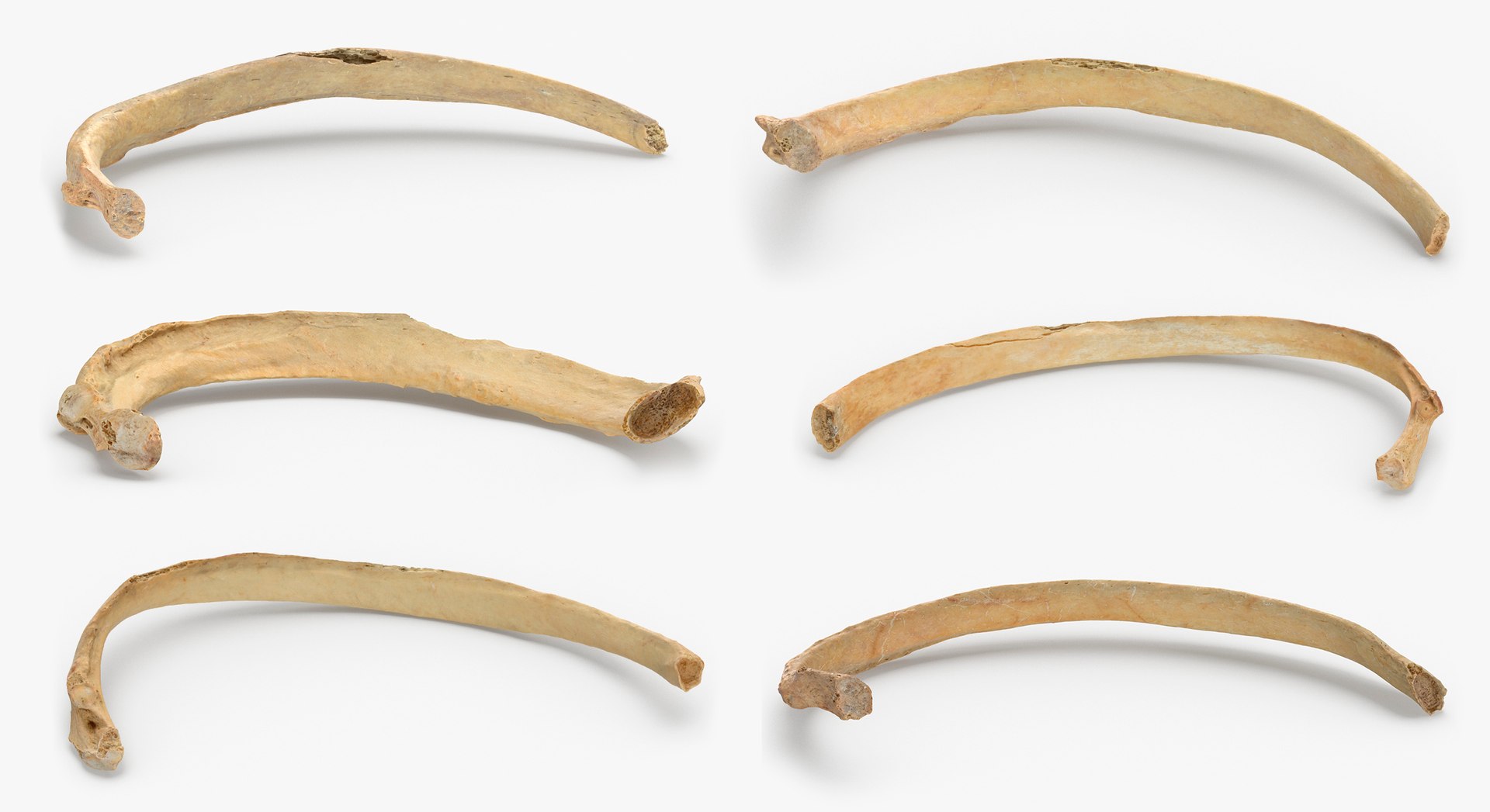3D Human Ribs and Spine Bones Collection White and Yellow - 48 models https://p.turbosquid.com/ts-thumb/YD/F1Q7rH/DE/10/jpg/1625747859/1920x1080/fit_q87/8709c495ced19582ba0ad6d39c401591326d4717/10.jpg