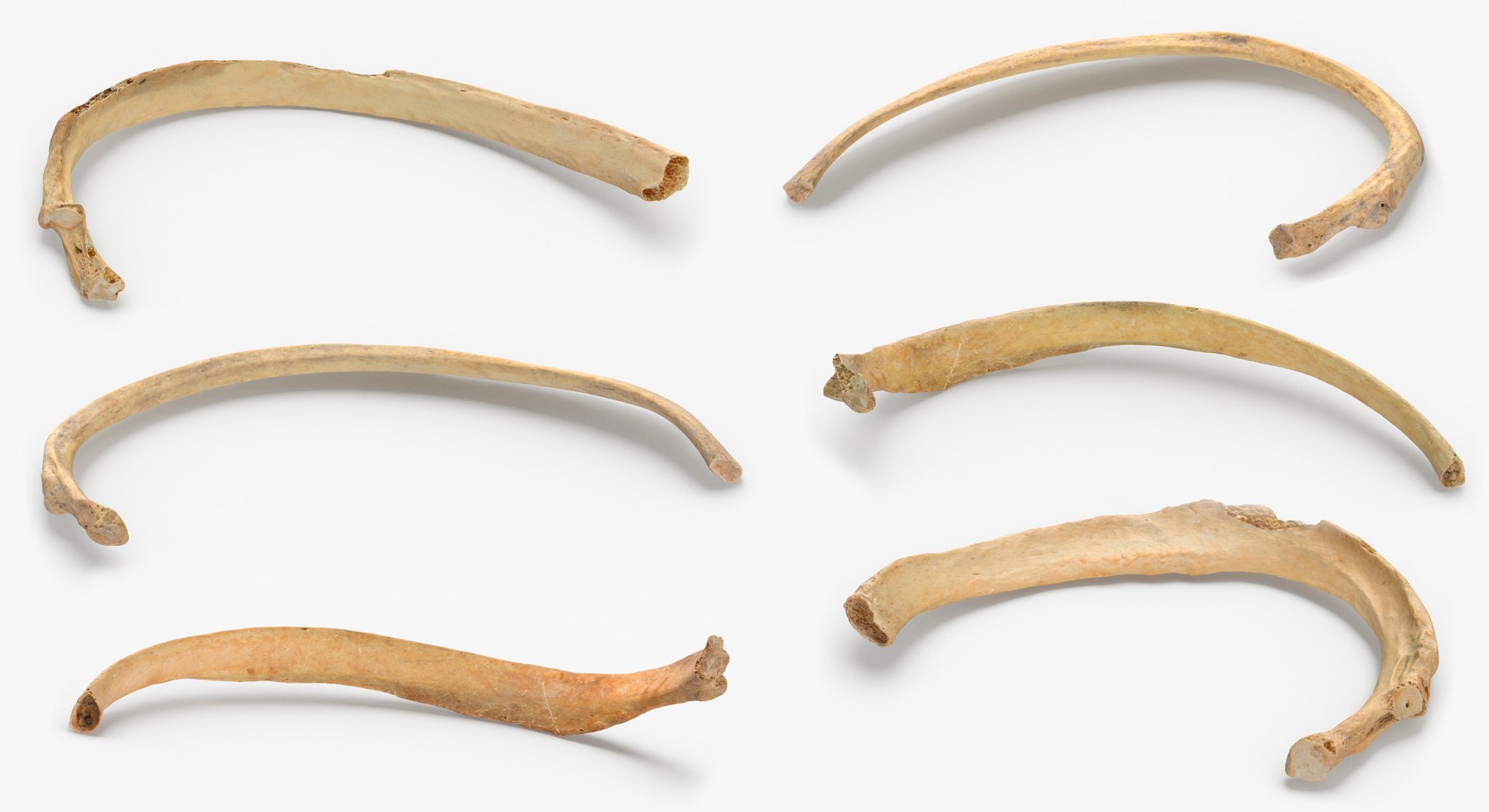 3D Human Ribs and Spine Bones Collection White and Yellow - 48 models https://p.turbosquid.com/ts-thumb/YD/F1Q7rH/PA/11/jpg/1625747861/1920x1080/fit_q87/6966b78c30175117e265ccaba080b29107c202a6/11.jpg