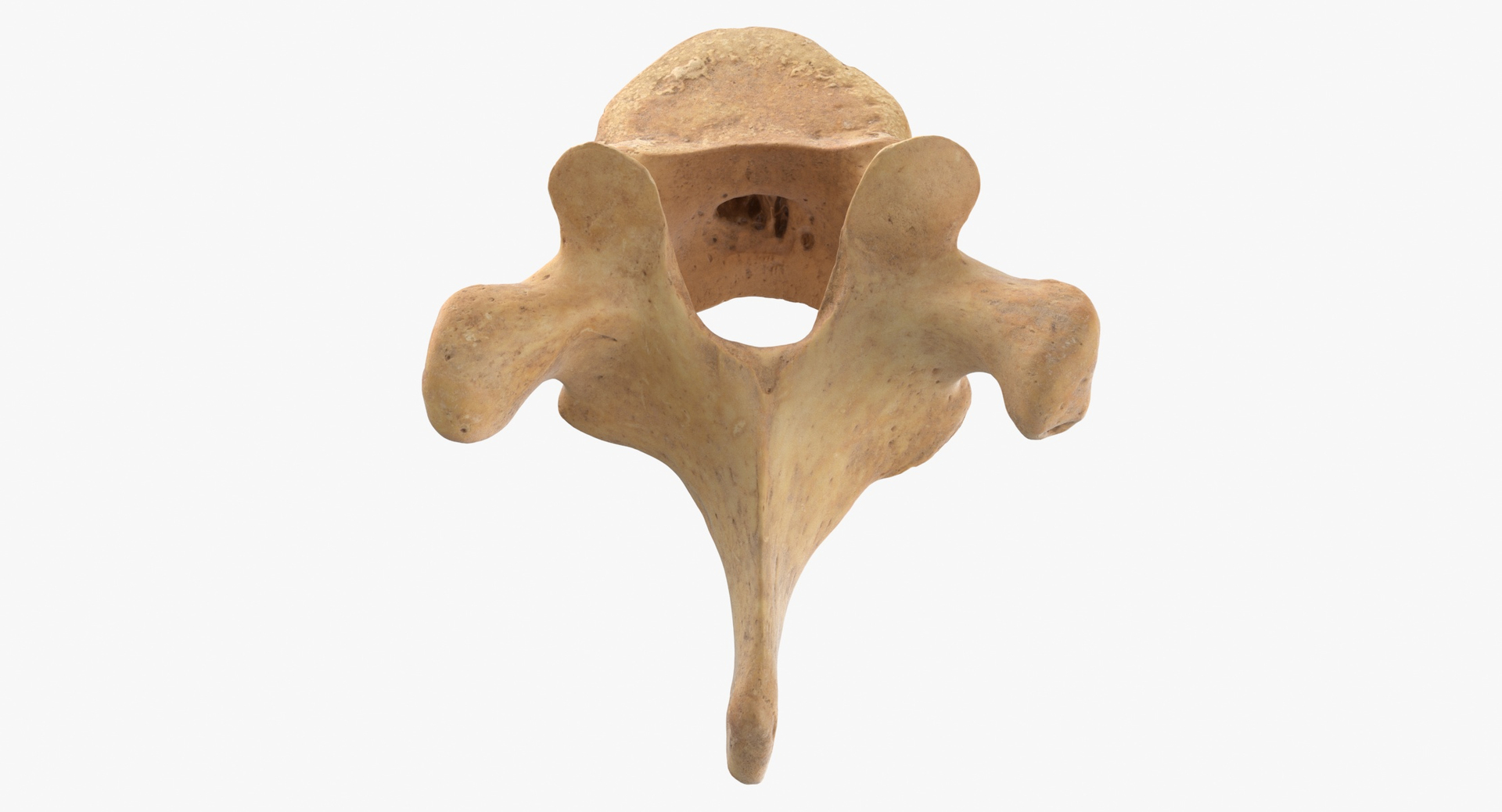 3D Human Ribs and Spine Bones Collection White and Yellow - 48 models https://p.turbosquid.com/ts-thumb/YD/F1Q7rH/Qf/0000/jpg/1583753975/1920x1080/turn_fit_q99/1e3b058d1393802d3d9b61829ccc867f6a495192/0000-1.jpg