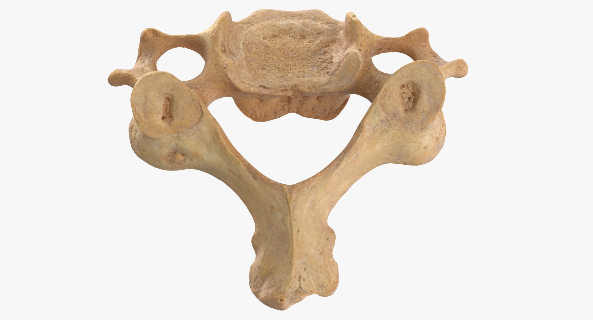 3D Human Ribs and Spine Bones Collection White and Yellow - 48 models https://p.turbosquid.com/ts-thumb/YD/F1Q7rH/TX/0000/jpg/1580486016/1920x1080/turn_fit_q99/b09c688f56bca7bdf233e921df907c1cf74ecd78/0000-1.jpg