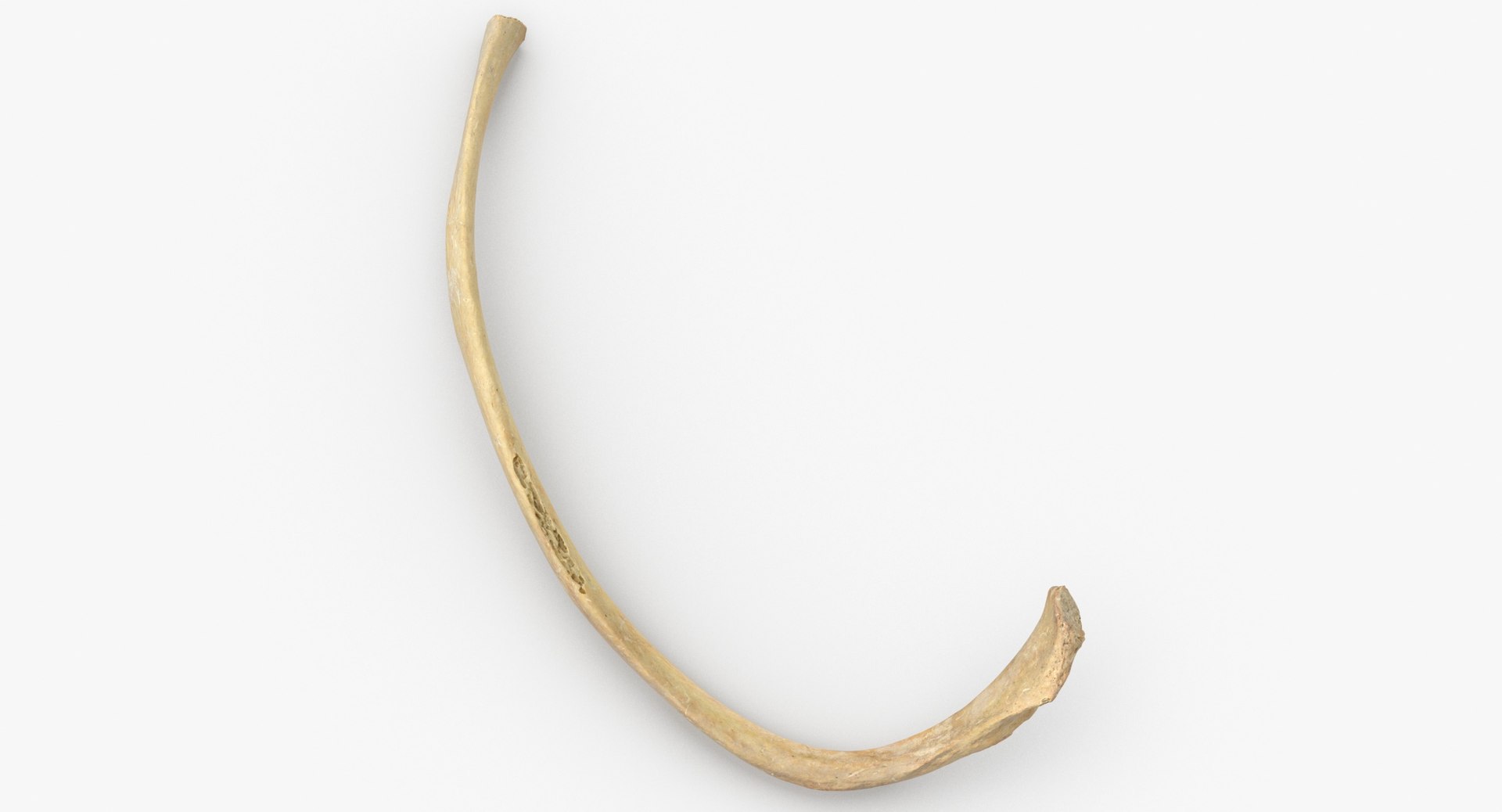 3D Human Ribs and Spine Bones Collection White and Yellow - 48 models https://p.turbosquid.com/ts-thumb/YD/F1Q7rH/Ta/costae_spurie_false_rib_thumbnail_0002/jpg/1625748888/1920x1080/fit_q87/dd823b64894e82ae103e813936d9c0dba8f2d882/costae_spurie_false_rib_thumbnail_0002.jpg