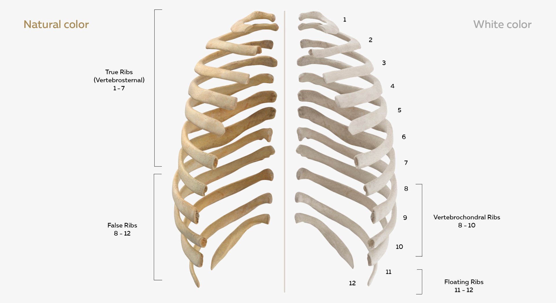 3D Human Ribs and Spine Bones Collection White and Yellow - 48 models https://p.turbosquid.com/ts-thumb/YD/F1Q7rH/Un/34/jpg/1625747853/1920x1080/fit_q87/6e509b7e2abc6e0e40085710c978720d1a551204/34.jpg