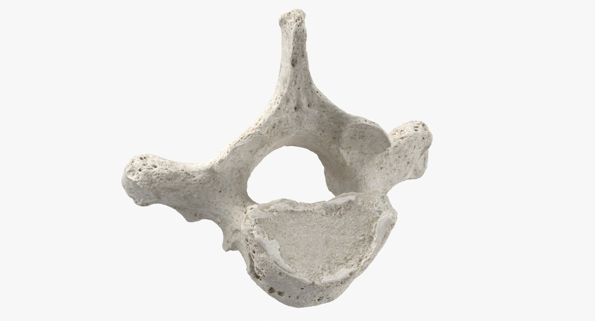 3D Human Ribs and Spine Bones Collection White and Yellow - 48 models https://p.turbosquid.com/ts-thumb/YD/F1Q7rH/VA/0000/jpg/1596458764/1920x1080/turn_fit_q99/6b3d749bcaa11e4d93ea97e2b8c0190b0679edbb/0000-1.jpg