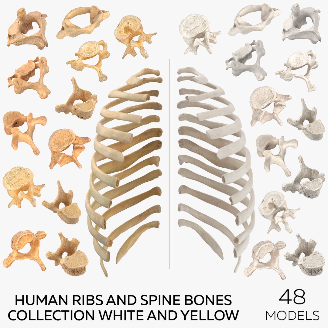 3D Human Ribs and Spine Bones Collection White and Yellow - 48 models https://p.turbosquid.com/ts-thumb/YD/F1Q7rH/eX/square/jpg/1625747805/1920x1080/fit_q87/012d1508a2584d06ebb2cb0c851fdc6f925e870d/square.jpg