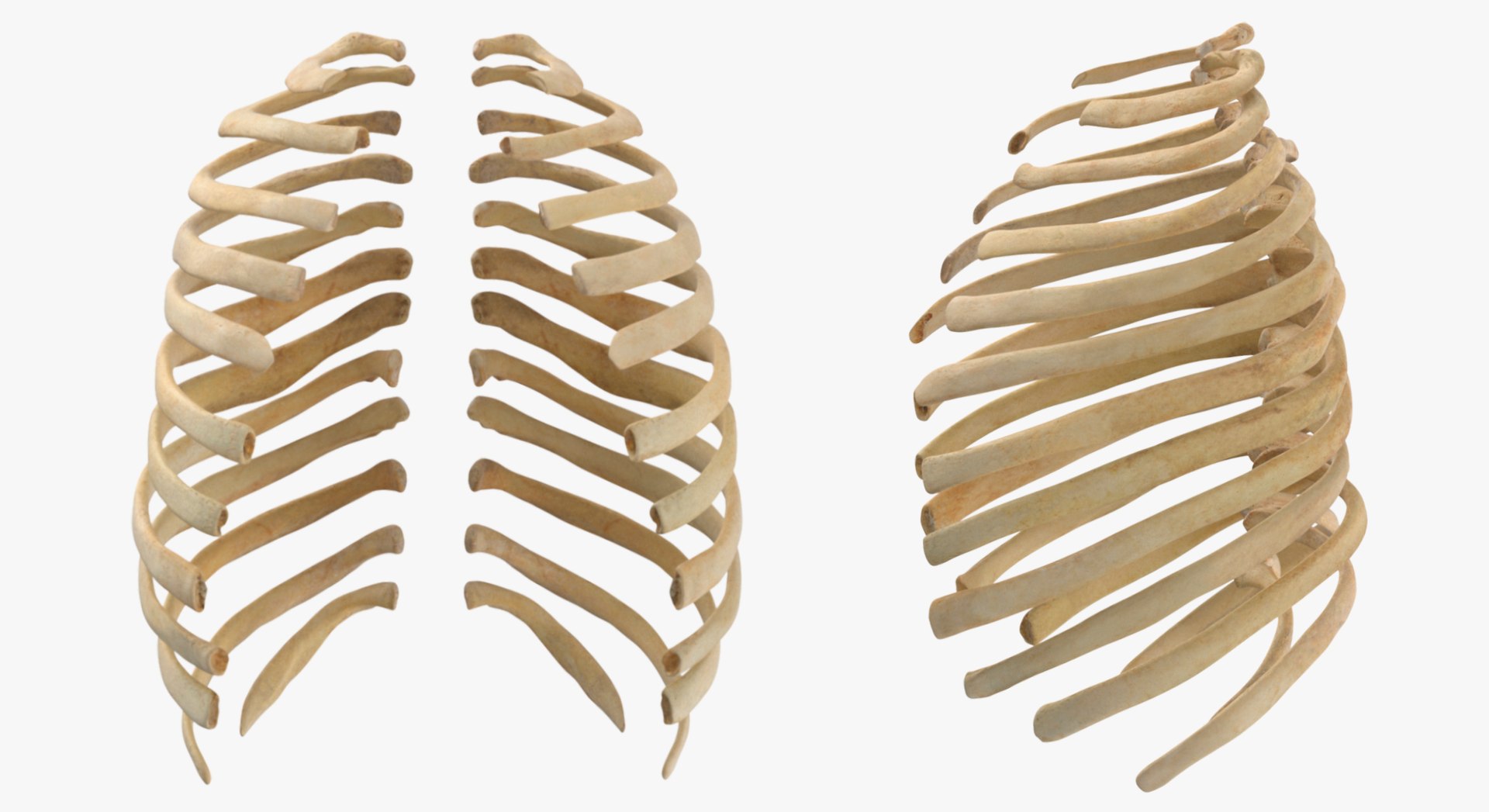 3D Human Ribs and Spine Bones Collection White and Yellow - 48 models https://p.turbosquid.com/ts-thumb/YD/F1Q7rH/fb/4/jpg/1625747856/1920x1080/fit_q87/66433a5ba1f7f8d9419284d3deb32efc2ad6a647/4.jpg