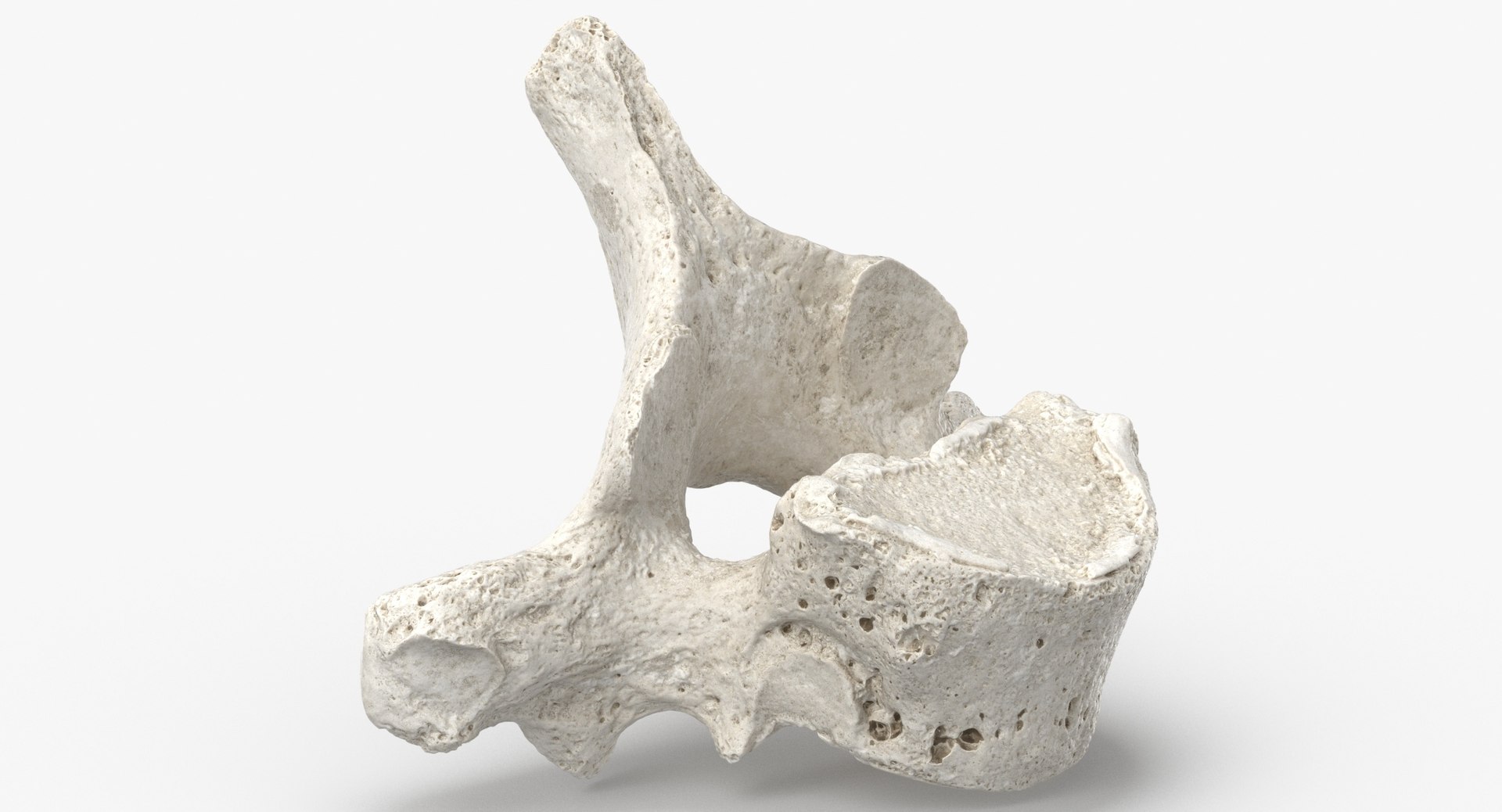 3D Human Ribs and Spine Bones Collection White and Yellow - 48 models https://p.turbosquid.com/ts-thumb/YD/F1Q7rH/gV/thoracic_vertebrae_th1_to_th12_04_white_thumbnail_0004/jpg/1625748914/1920x1080/fit_q87/41d2bfd97b3bac0310a0015a8c88ad5a377a065c/thoracic_vertebrae_th1_to_th12_04_white_thumbnail_0004.jpg