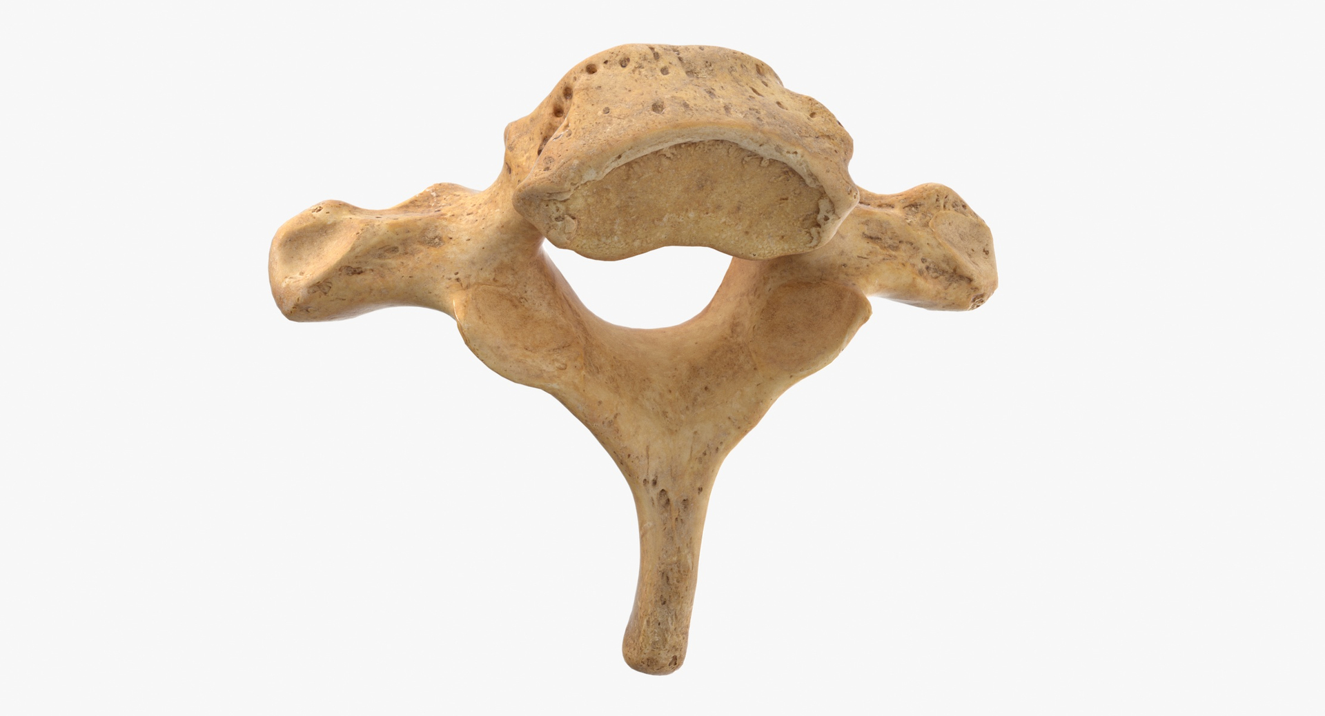 3D Human Ribs and Spine Bones Collection White and Yellow - 48 models https://p.turbosquid.com/ts-thumb/YD/F1Q7rH/pv/0000/jpg/1594808928/1920x1080/turn_fit_q99/70ab4d6c73fd8356185933a18448ab7146c00123/0000-1.jpg