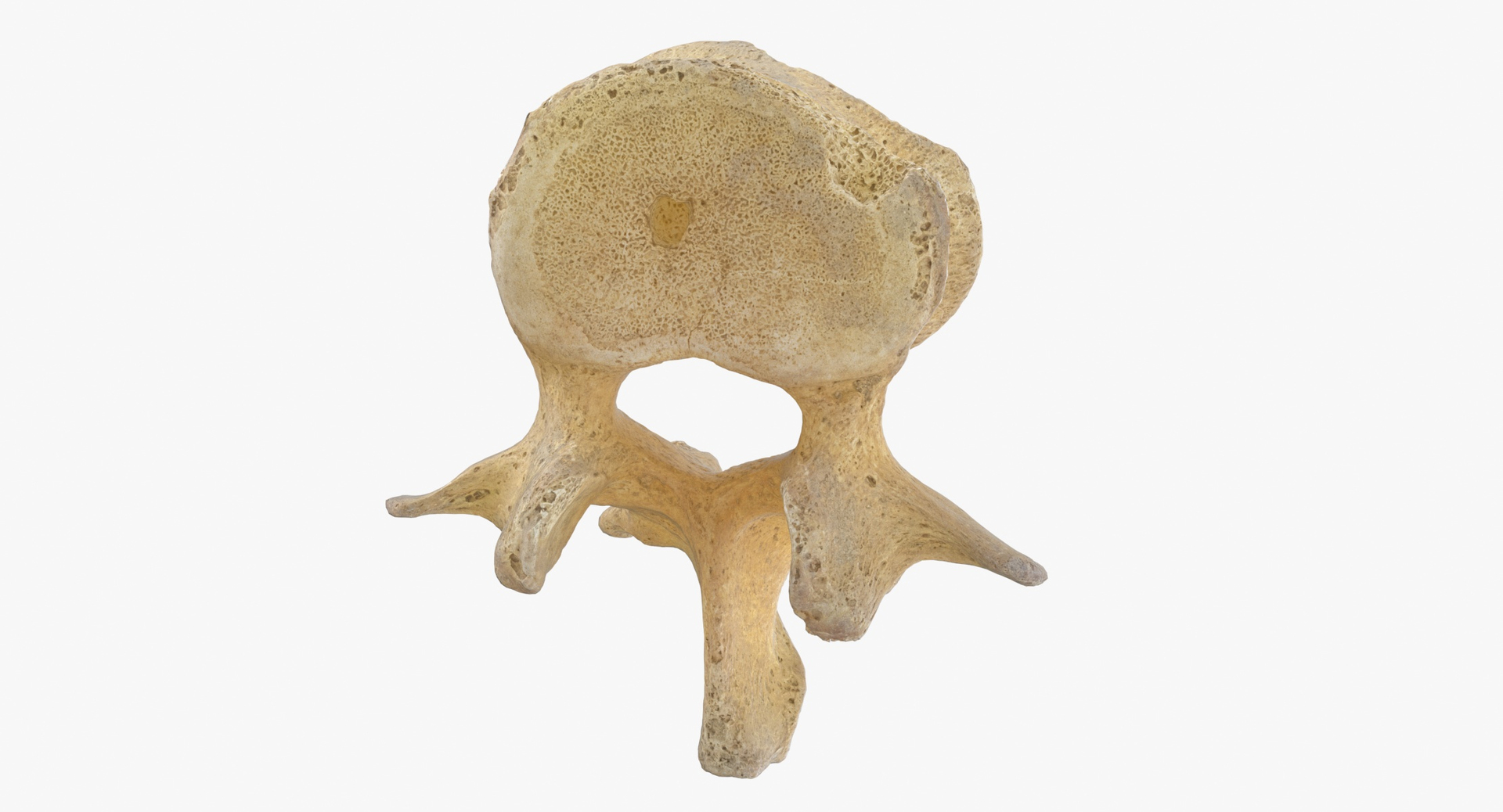 3D Human Ribs and Spine Bones Collection White and Yellow - 48 models https://p.turbosquid.com/ts-thumb/YD/F1Q7rH/qe/0000/jpg/1594290600/1920x1080/turn_fit_q99/b87c180b3c6baca751b84bddcd73c6d9f947ba17/0000-1.jpg