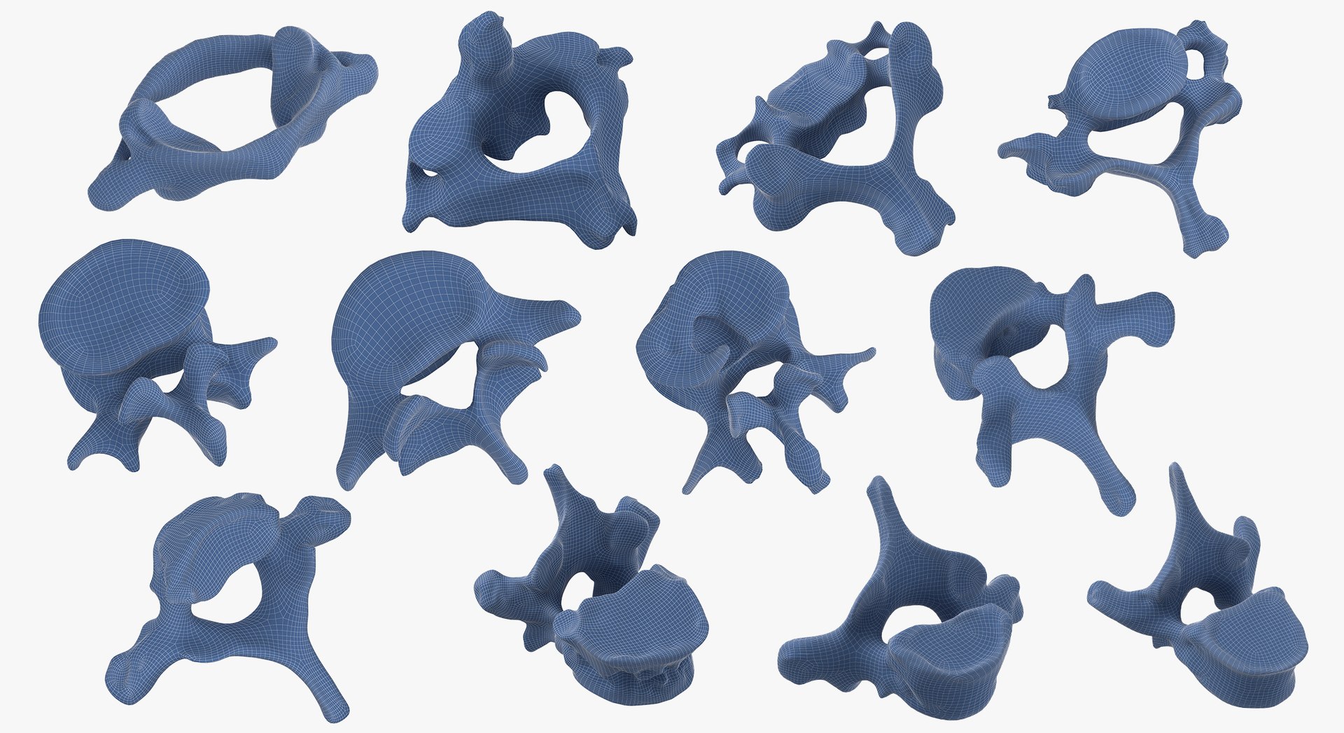 3D Human Ribs and Spine Bones Collection White and Yellow - 48 models https://p.turbosquid.com/ts-thumb/YD/F1Q7rH/t1/13/jpg/1625749408/1920x1080/fit_q87/08bff561065d067c4c6fa73d22615347840e15b6/13.jpg