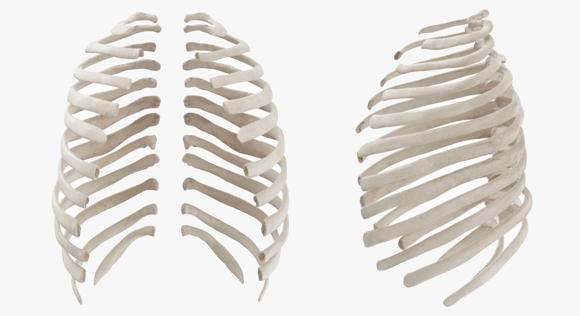 3D Human Ribs and Spine Bones Collection White and Yellow - 48 models https://p.turbosquid.com/ts-thumb/YD/F1Q7rH/tQ/5/jpg/1625747855/1920x1080/fit_q87/57511b18b067237ff6e2071e89984be4aec2534e/5.jpg