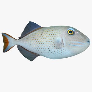 sargassum triggerfish 3d model
