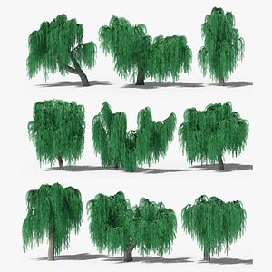 Weeping Willow Collection