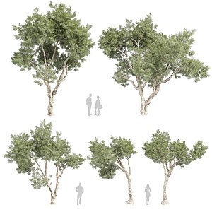 3D model Collection plant vol 572 - Eucalyptus - Pauciflora - tree - 3Ds max - Cinema 4D