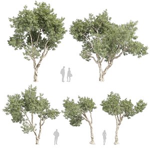 Collection plant vol 572 - Eucalyptus - Pauciflora - tree - 3Ds max - Cinema 4D