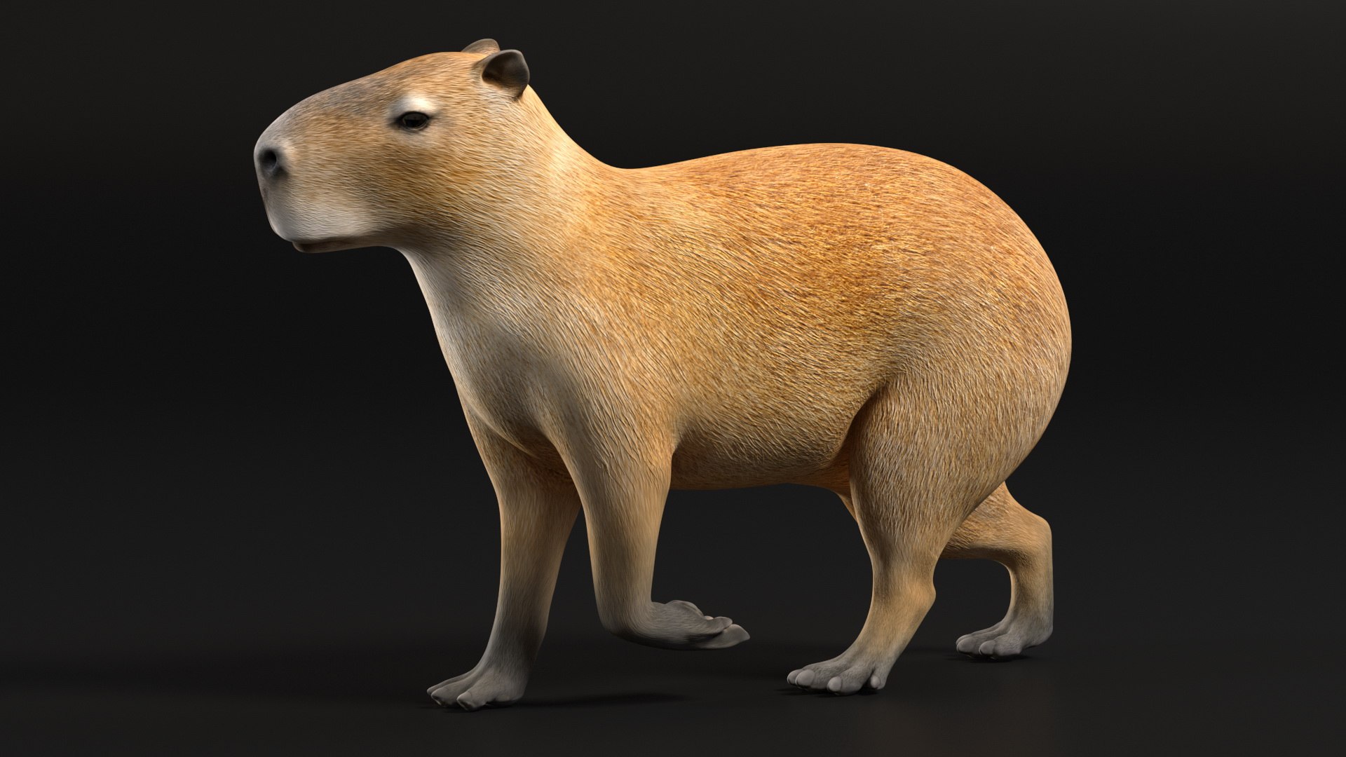 Pose de caminhada de capivara Modelo 3D $129 - .max - Free3D