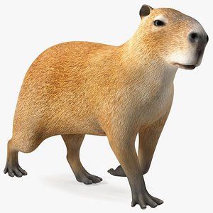 Capybara Walking Pose