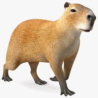 Capybara Walking Pose