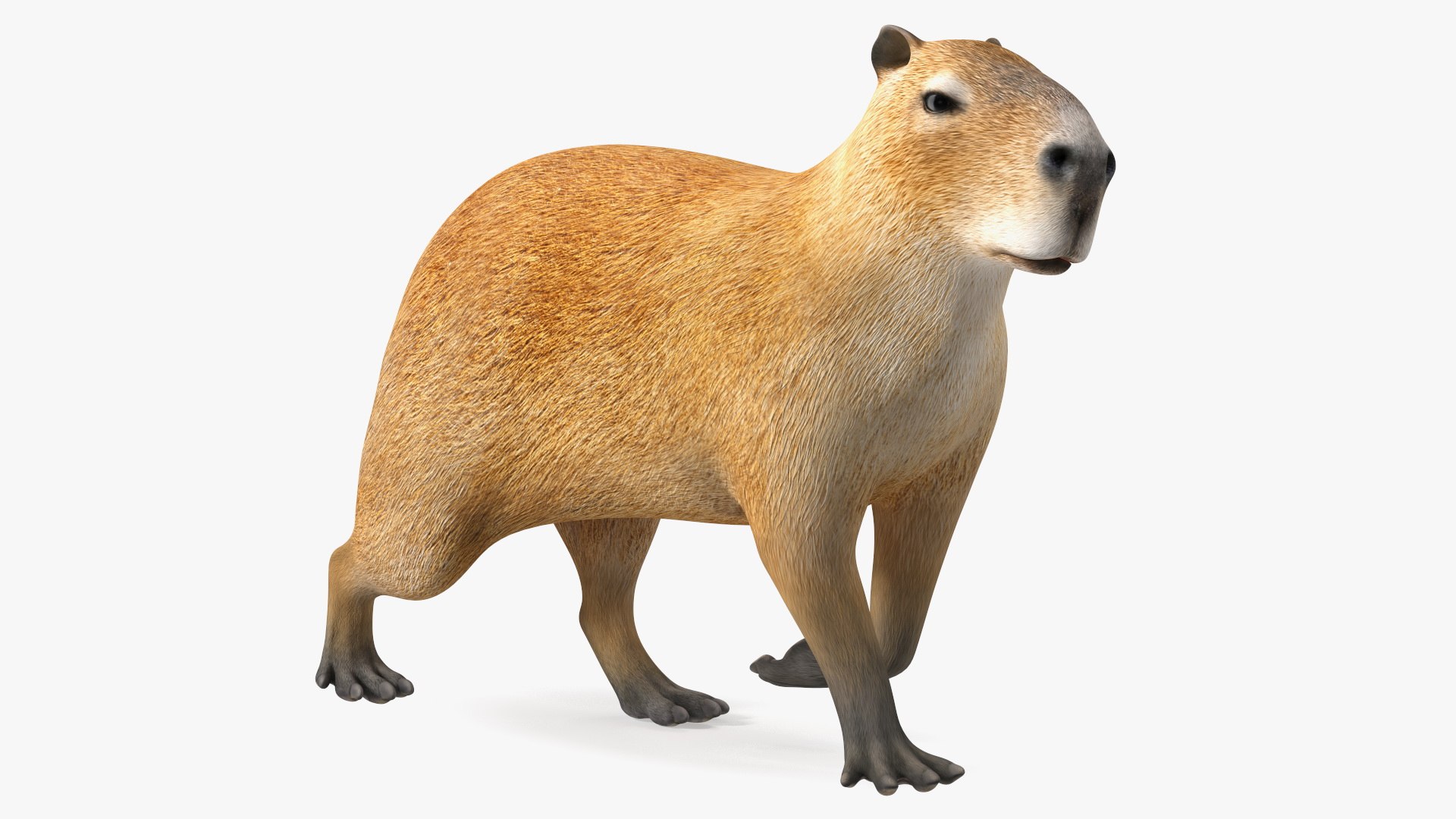 Capybara rock rust фото 65