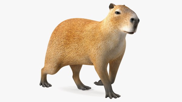 Modello 3D Posa a piedi del capibara - TurboSquid 1943501