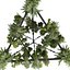 pianta vol 997 - pendente - Pothos - Felce - Lampadario