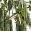 pianta vol 997 - pendente - Pothos - Felce - Lampadario