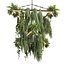 pianta vol 997 - pendente - Pothos - Felce - Lampadario
