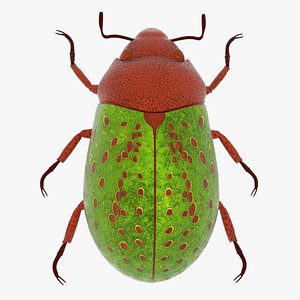 scarab beetle 3D