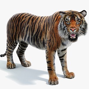 Sumatran Tiger Fur Rigged