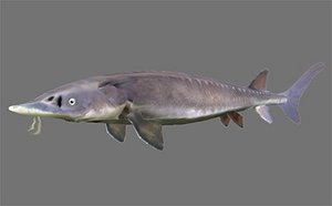 Sturgeon Acipenser