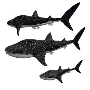 Whale Shark