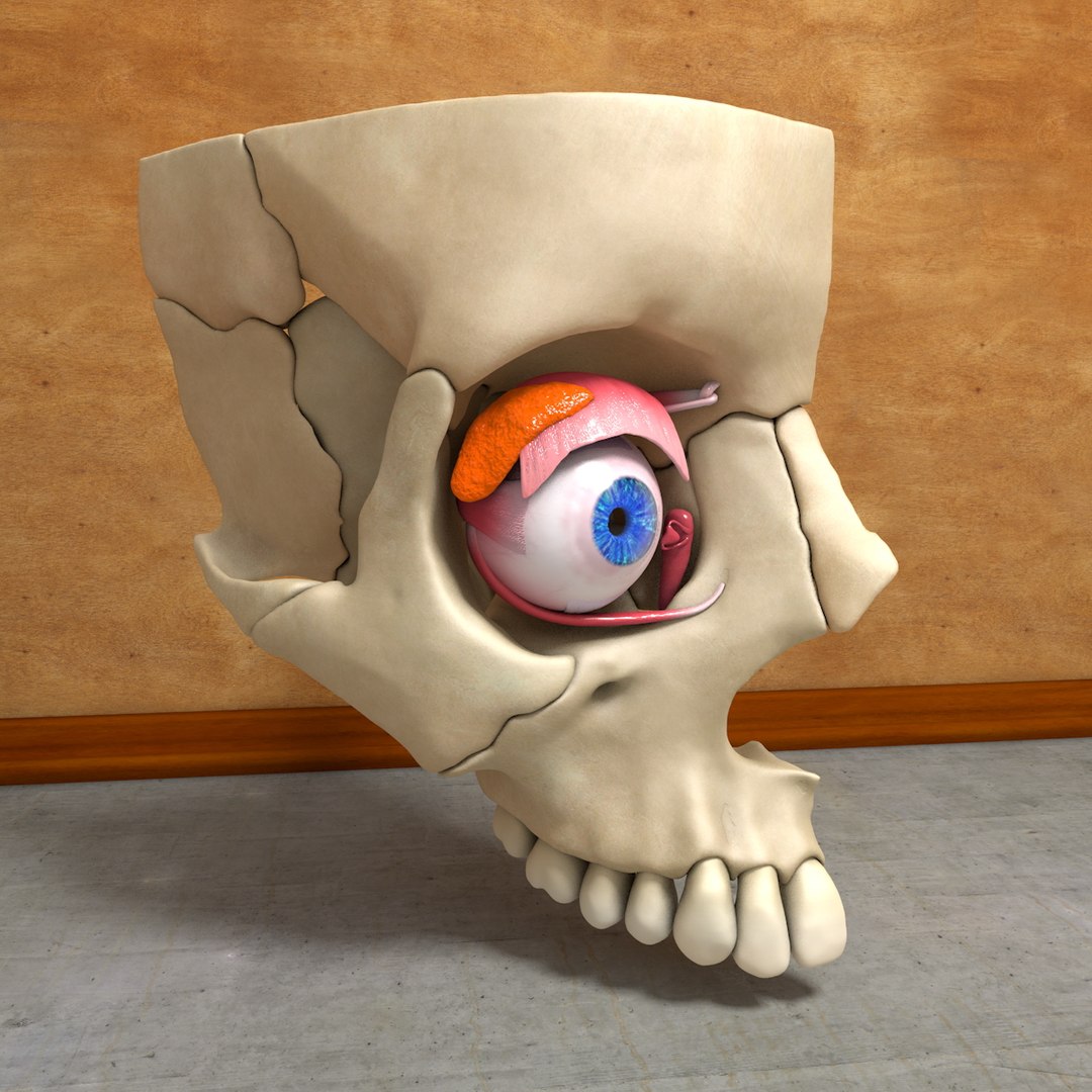 【中古】 Human Eye HumanEye Human Eye Model (In) – Hayat Scientific