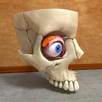 Human Eye in Skull Anatomy Muscles Nerve Bones