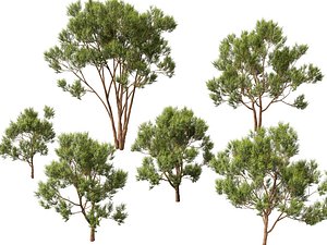 HighpolyLow Poly Eucalyptus robusta - swamp mahogany 3D model