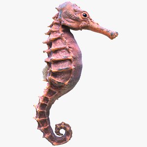 Seahorse