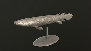 gyroptychius 3D model
