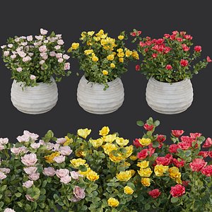 Rose flowering bushes collection vol 77 3D model