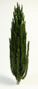 yew berry taxus baccata