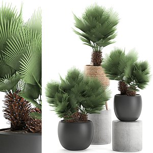 3D decorative palm chamaerops