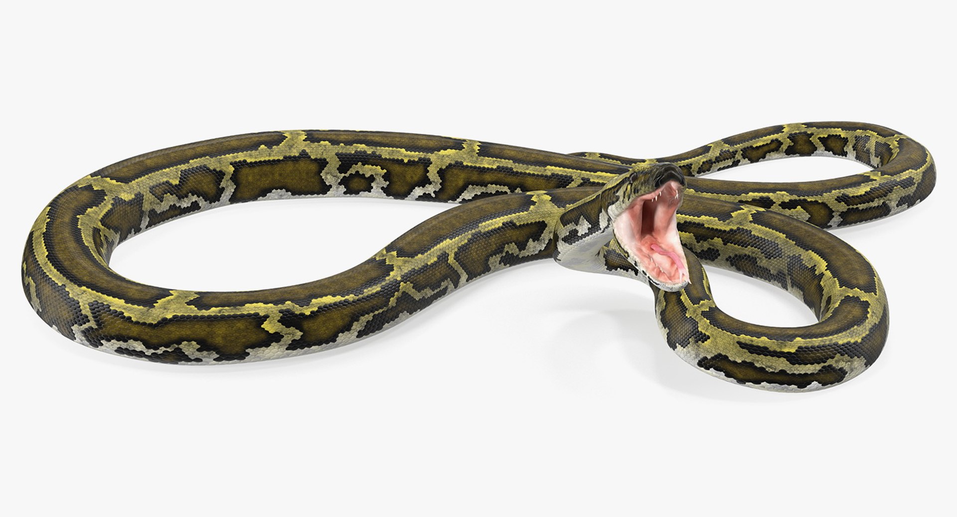 Green Python Snake Rigged for Maya 3D model preview