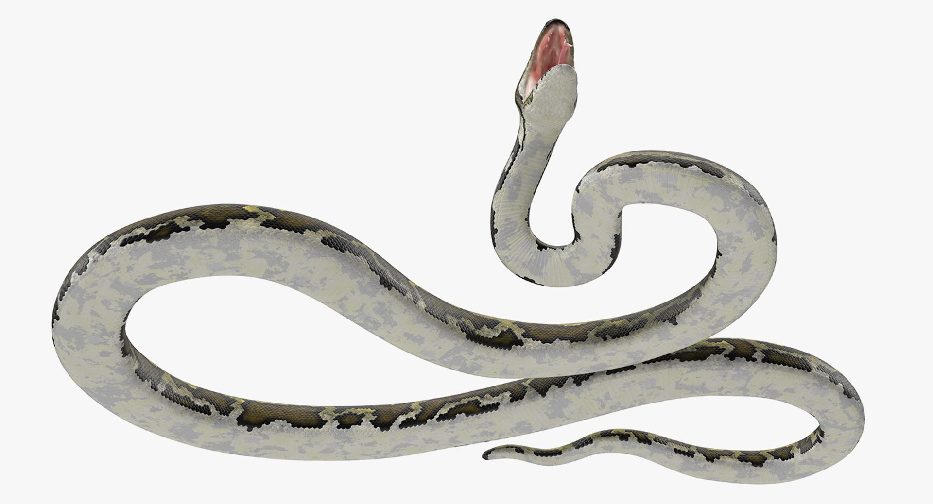 snake python isolated 3d 24485905 PNG