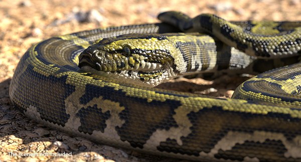 3D green python snake rigged - TurboSquid 1435512