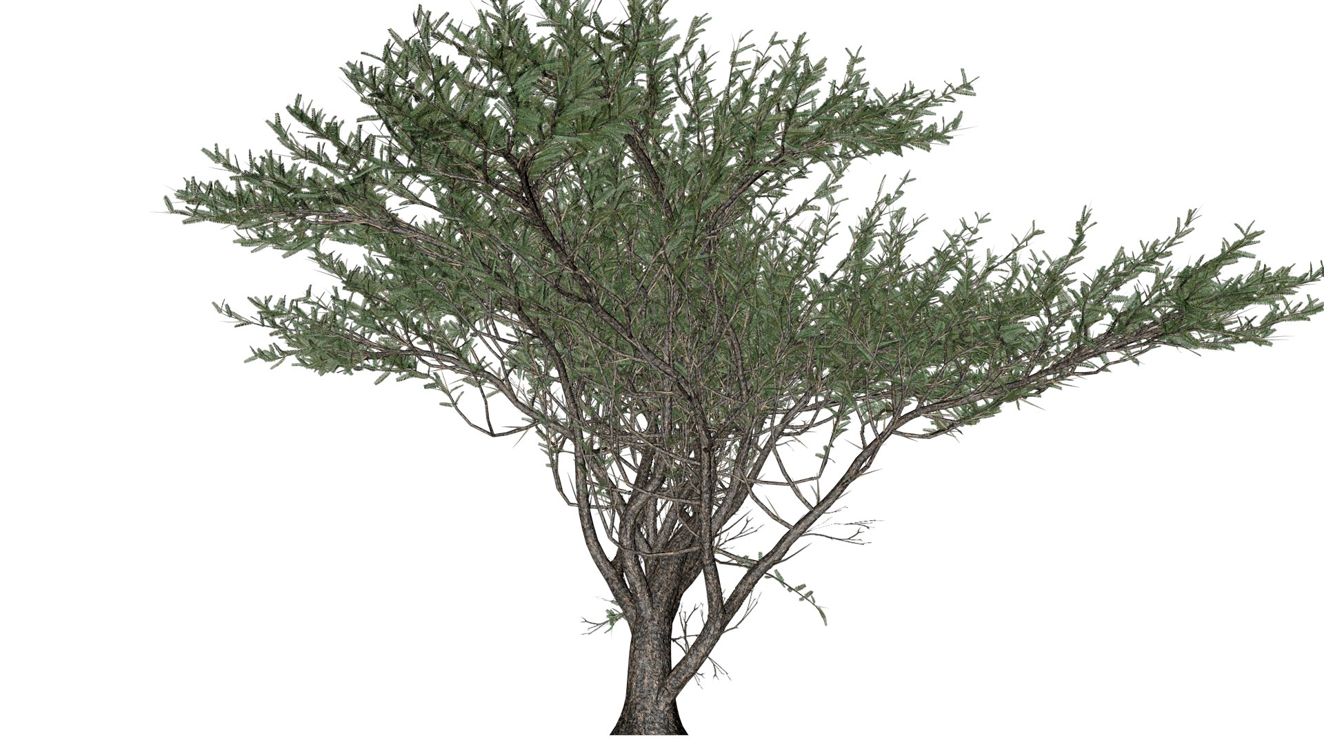 3D Umbrella Thorn Tree - 02 - model https://p.turbosquid.com/ts-thumb/YE/V2eKZH/Mk/um_21/png/1742308379/1920x1080/fit_q87/85921ea1203759a179d0d384b80435c1b55fde87/um_21.jpg