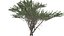 Umbrella Thorn Tree - 02 -