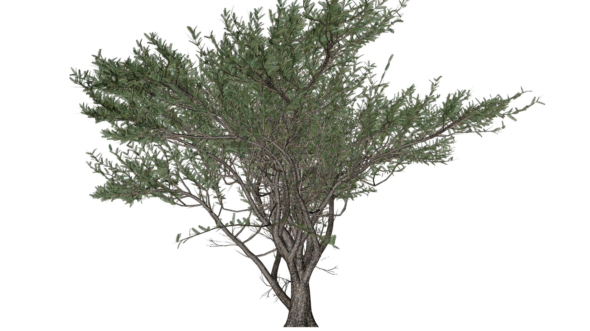 3D Umbrella Thorn Tree - 02 - model https://p.turbosquid.com/ts-thumb/YE/V2eKZH/vG/um_23/png/1742308381/1920x1080/fit_q87/3327f6091a7de655cfebb8142788030a4302f60e/um_23.jpg