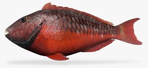 x stoplight parrotfish