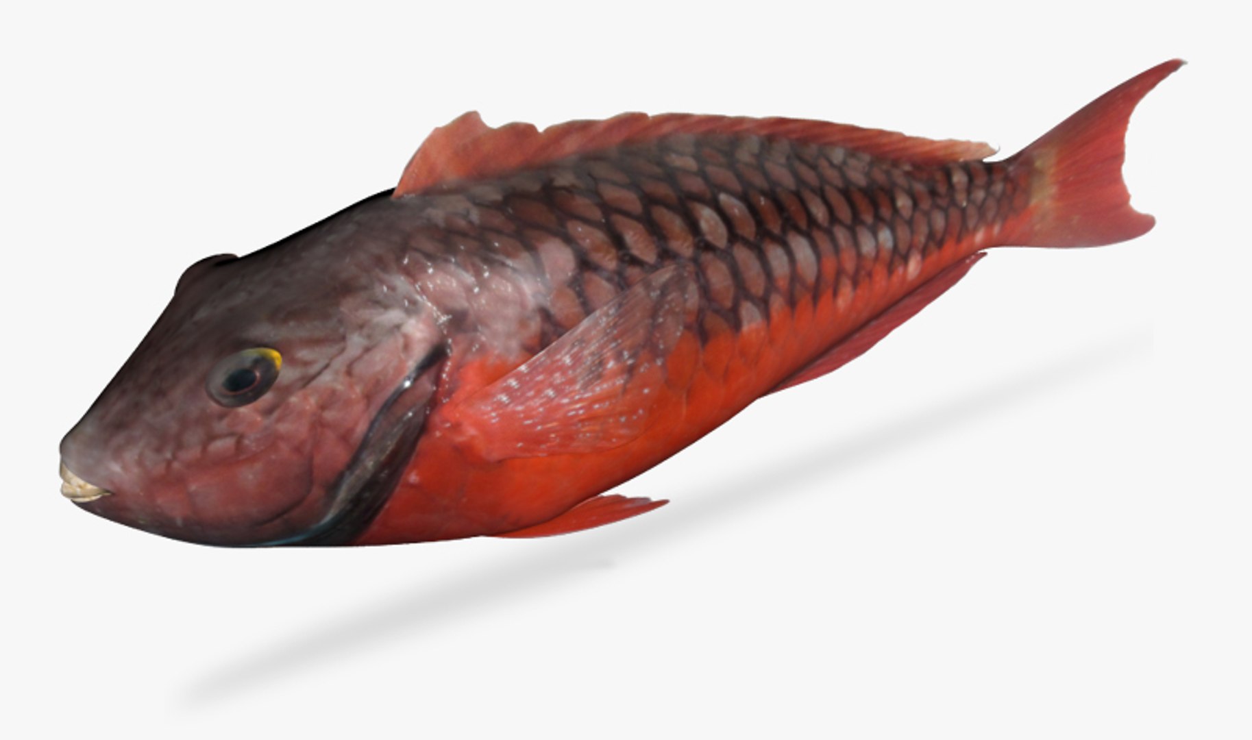 X Stoplight Parrotfish