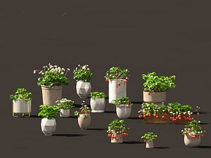 Fragaria - woodland strawberry 01