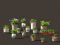 Fragaria - woodland strawberry 01